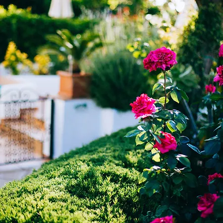 Il Giardino Dell'arte 아나카프리