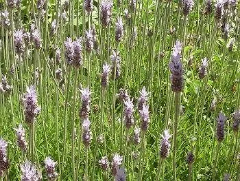 Il Giardino Dell'arte 4*